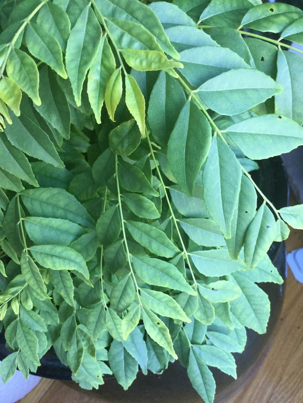 What are these brown spots on Curry leaf plant? in the Ask a Question
