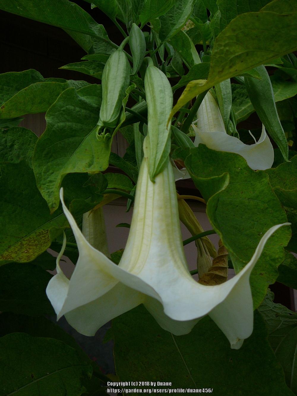 Angel's Trumpets Plant Care and Collection of Varieties