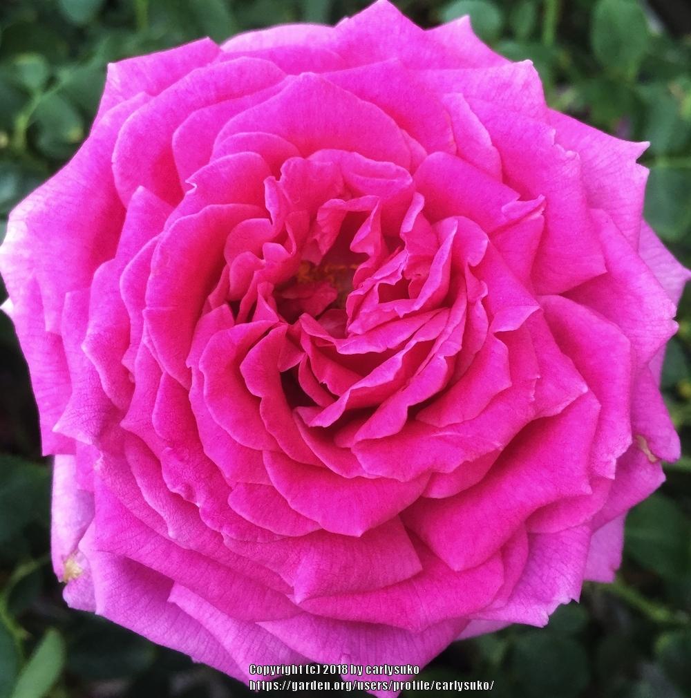 Photo of the bloom of Rose (Rosa 'Miranda Lambert') posted by carlysuko