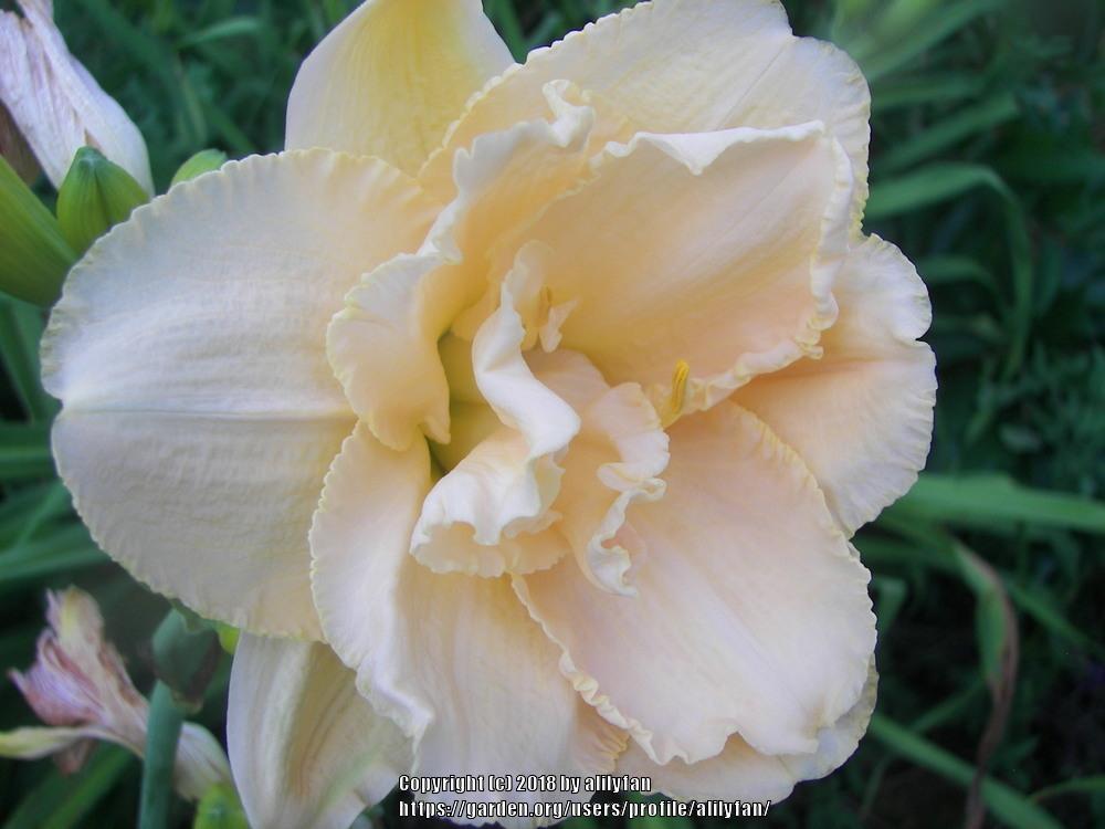 Photo of the bloom of Daylily (Hemerocallis 'Land of Cotton') posted by