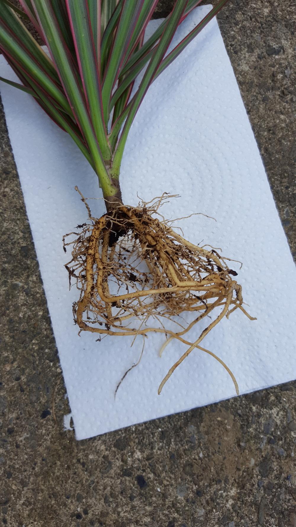 Why is this plant sweating?! in the Houseplants forum