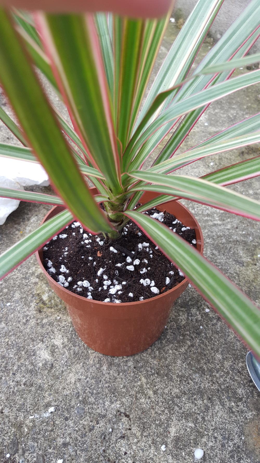 Why is this plant sweating?! in the Houseplants forum
