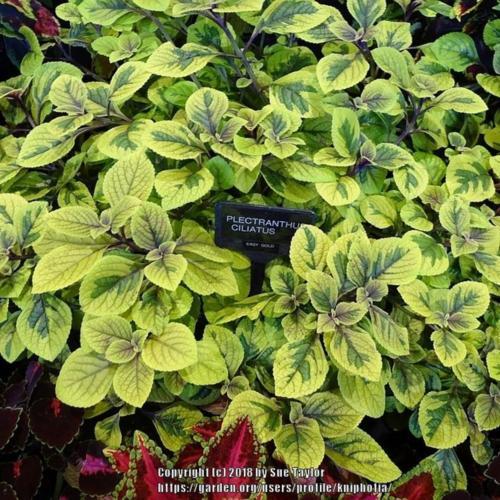 Plectranthus (Plectranthus ciliatus 'Easy Gold')