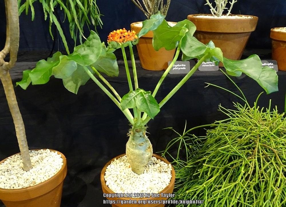 Photo of the entire plant of Buddha Belly Plant (Jatropha podagrica