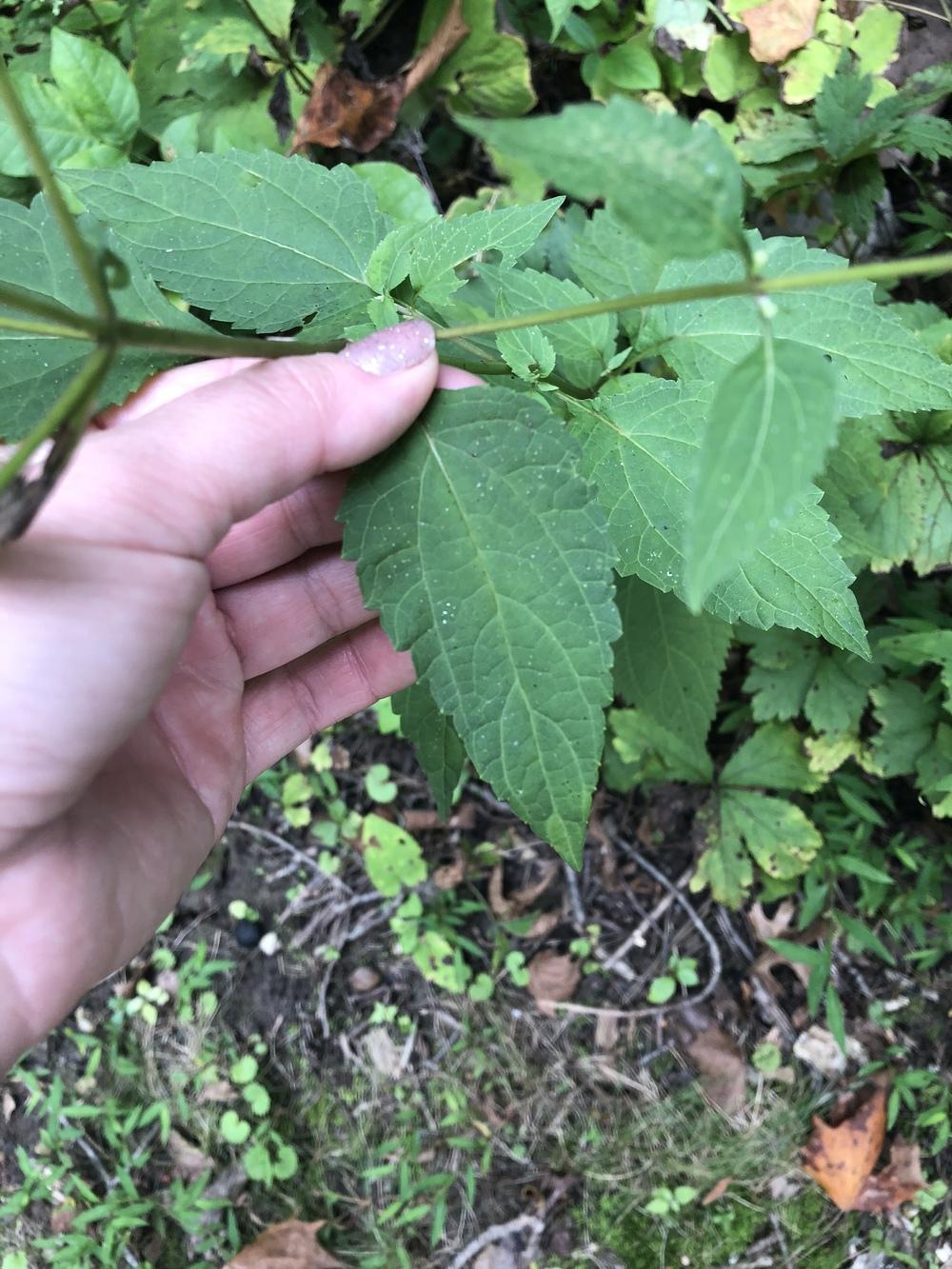 Snakeroot vs Boneset? in the Plant ID forum