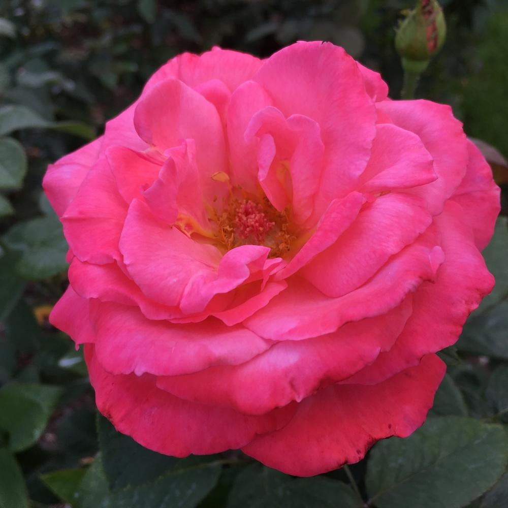 Rose (Rosa 'Friendship') in the Roses Database