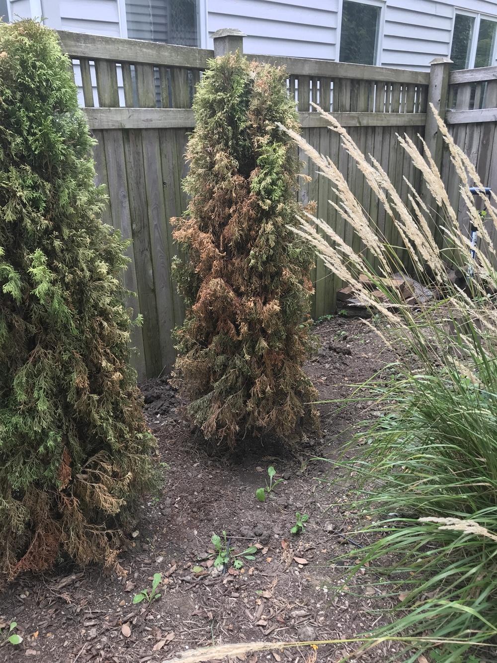 Emerald Green Arborvitae Dying in the Ask a Question forum