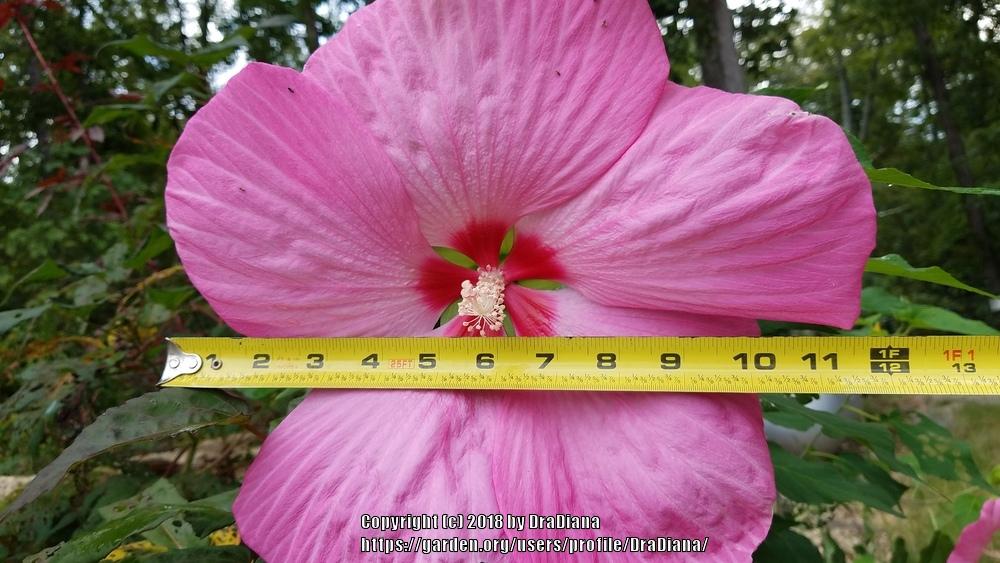 Photo of the bloom of Hybrid Hardy Hibiscus (Hibiscus 'Pink Elephant