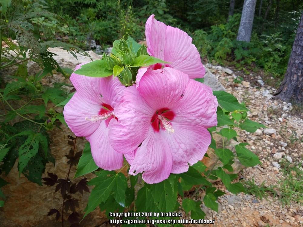 Hibiscus Plant Care and Collection of Varieties