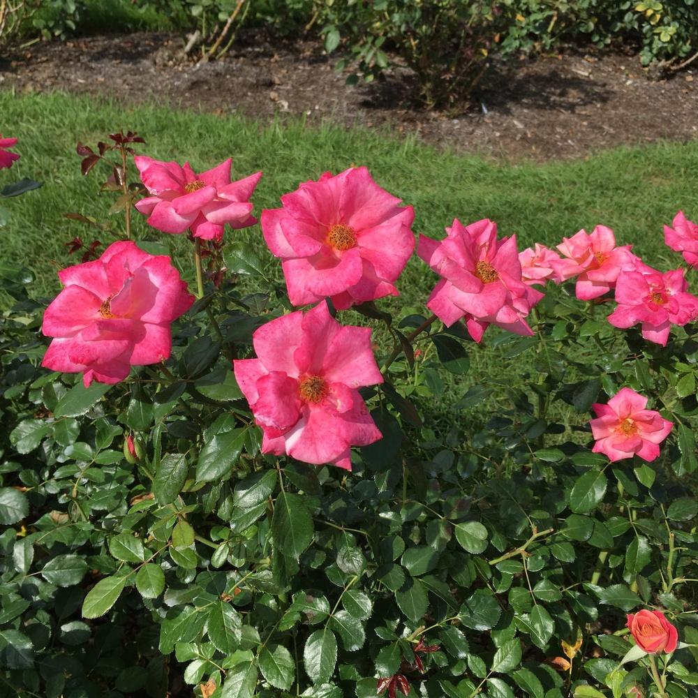 Rose (Rosa 'Polynesian Punch') in the Roses Database - Garden.org