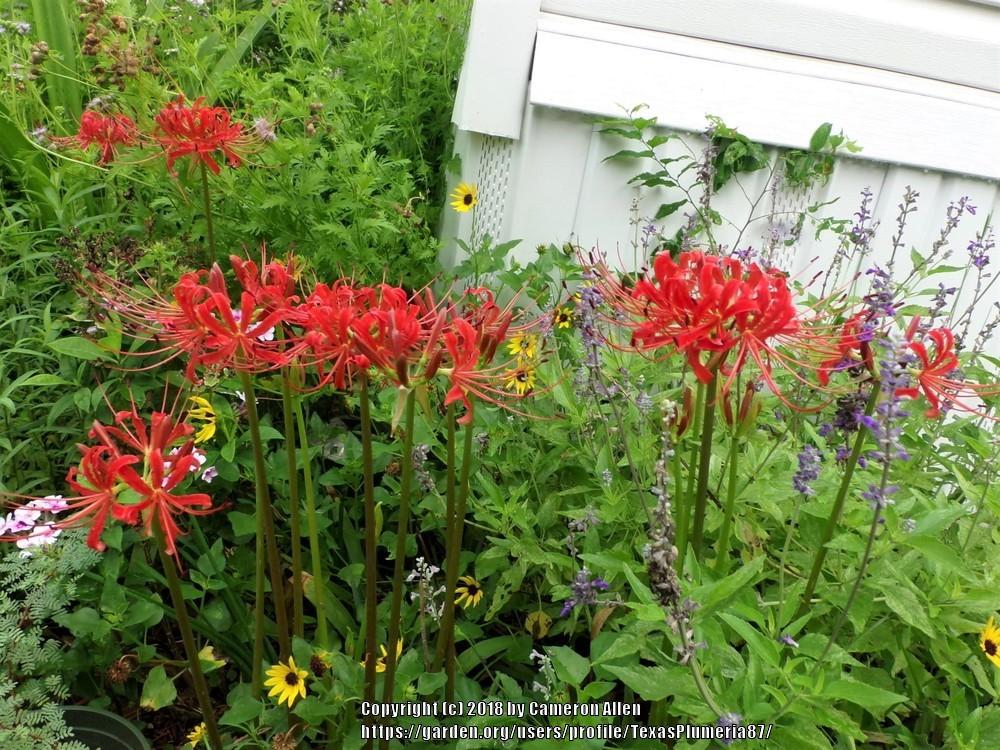 Surprise Lilies (Lycoris) Plant Care and Collection of Varieties