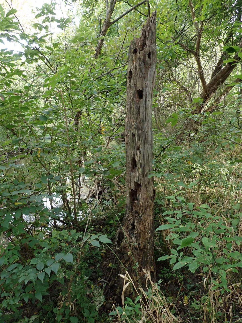 Interesting article about Tree Snags in the Native Habitats forum