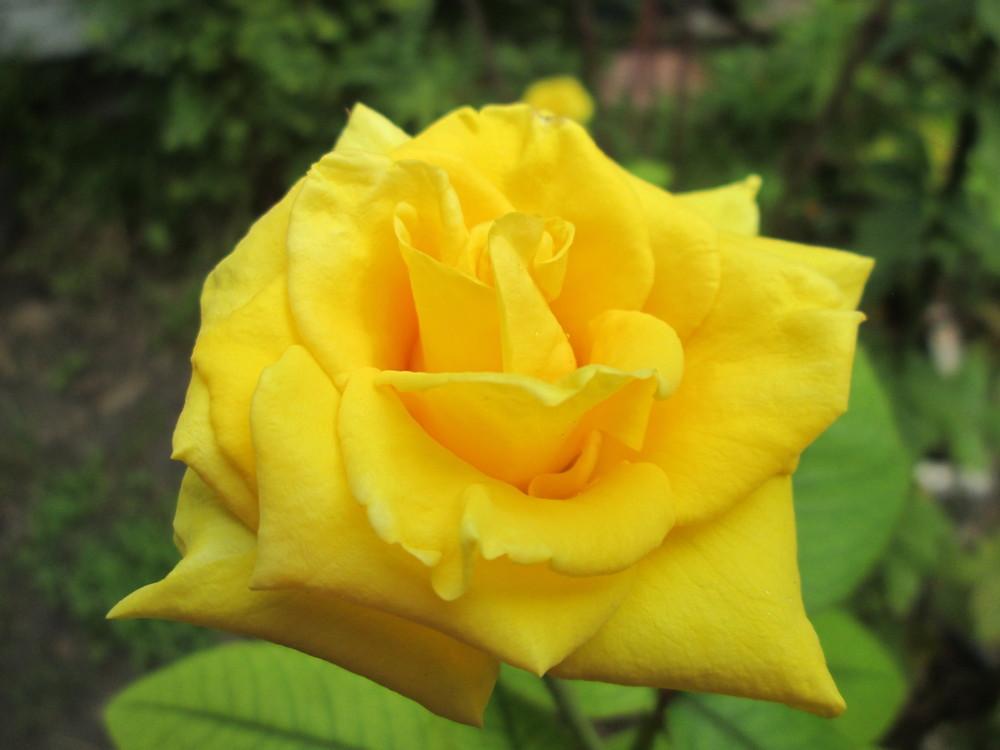 Rose (Rosa 'Nacogdoches') in the Roses Database