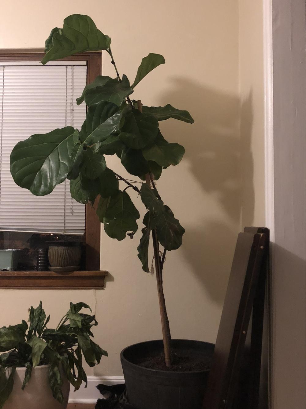 Ask A Question Forum Leaning Fiddle Leaf Fig Garden Org
