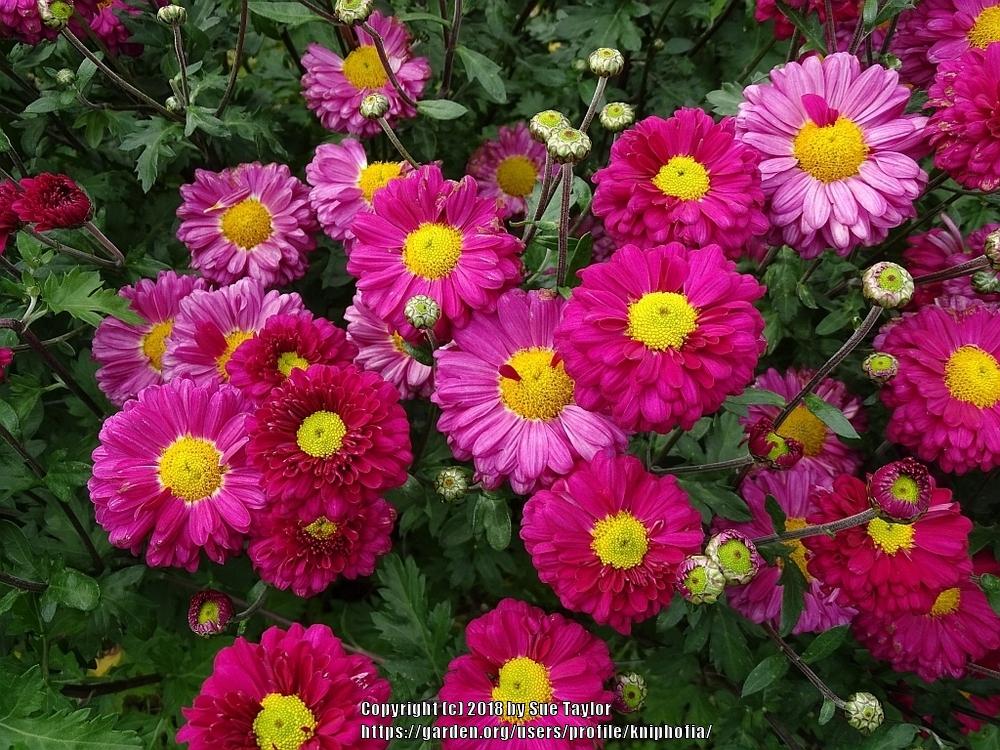 Spray Mum (Chrysanthemum 'Paloma Regent')