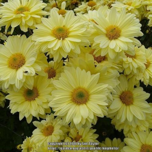 EarlyFlowering Spray Chrysanthemum (Chrysanthemum 'Primrose Enbee