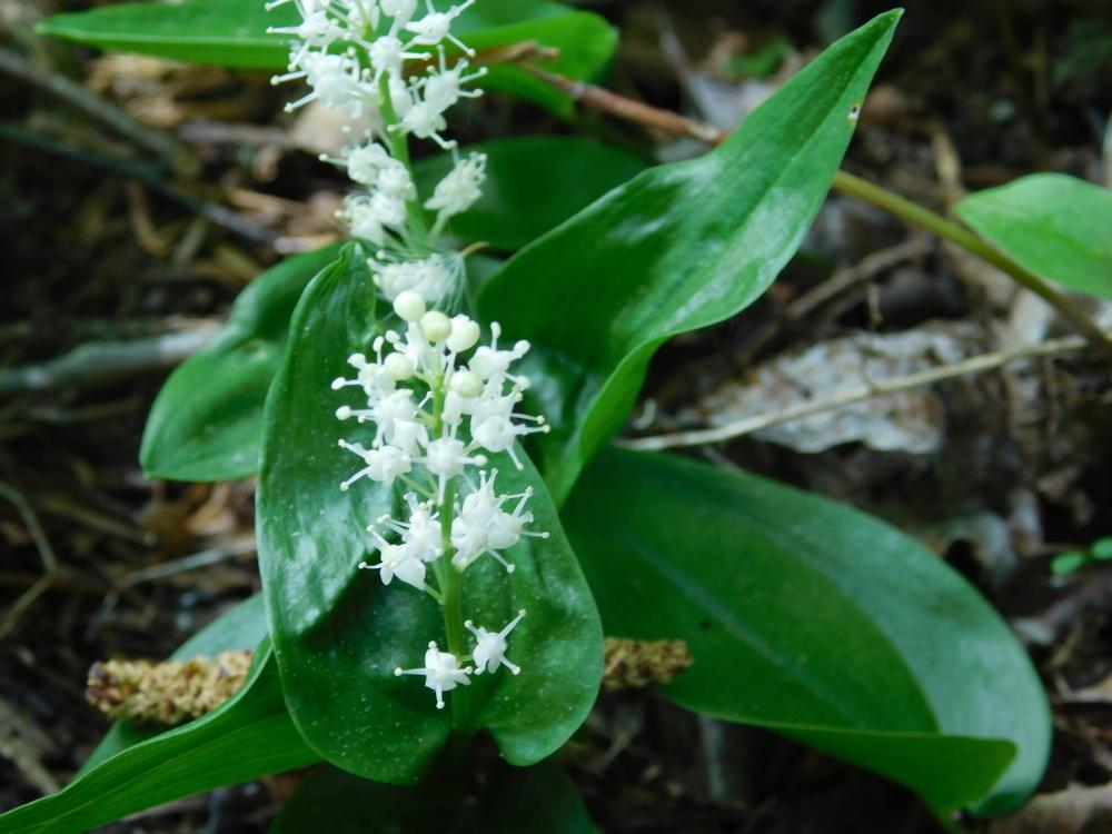 Photo of the entire plant of False Lily of the Valley (Maianthemum