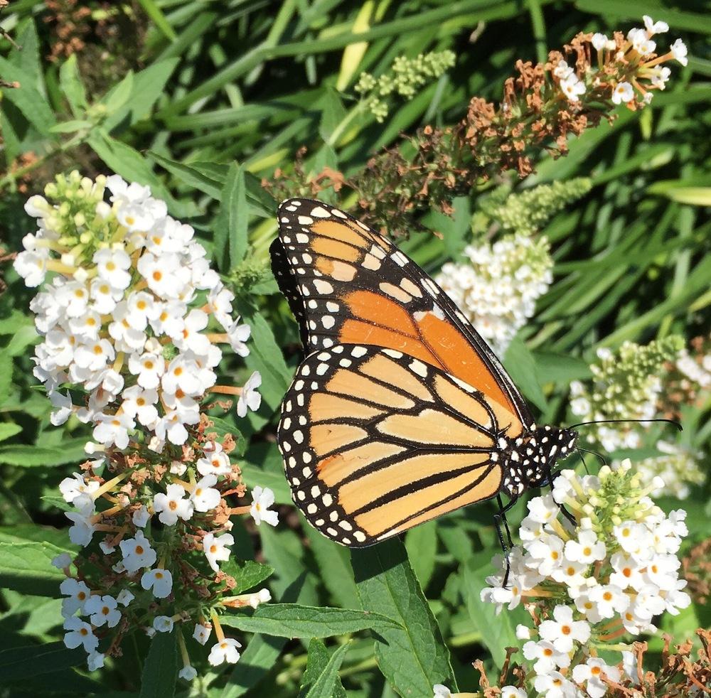 Butterfly Bushes Plant Care and Collection of Varieties