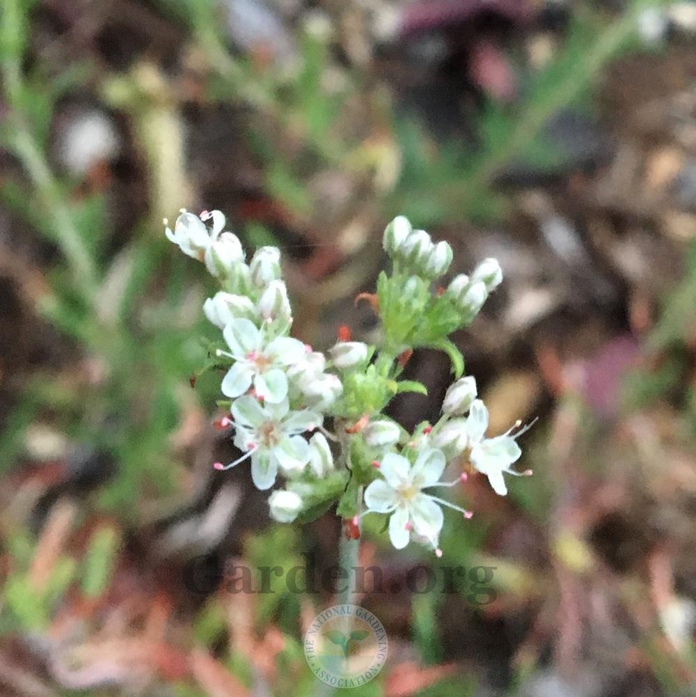 California Buckwheat (Eriogonum fasciculatum var. foliolosum)