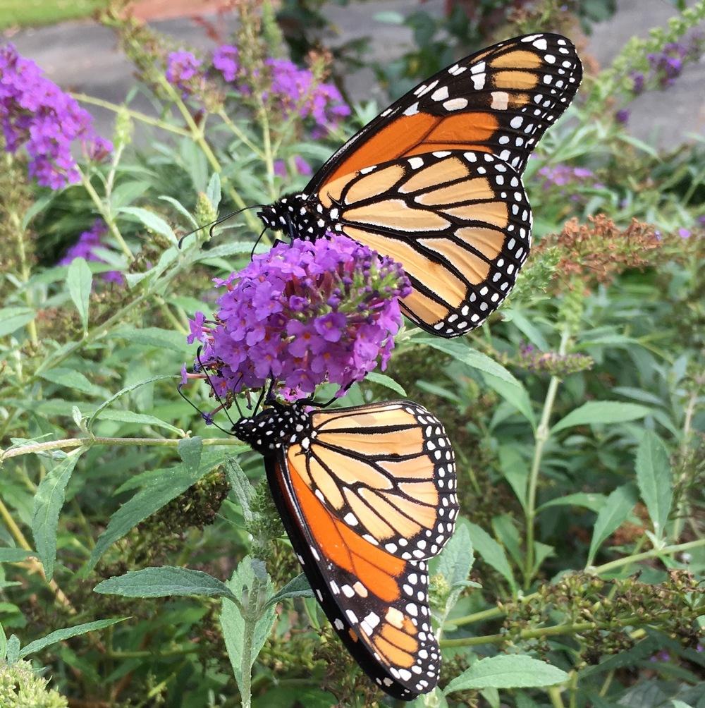 Butterfly Bushes Plant Care and Collection of Varieties