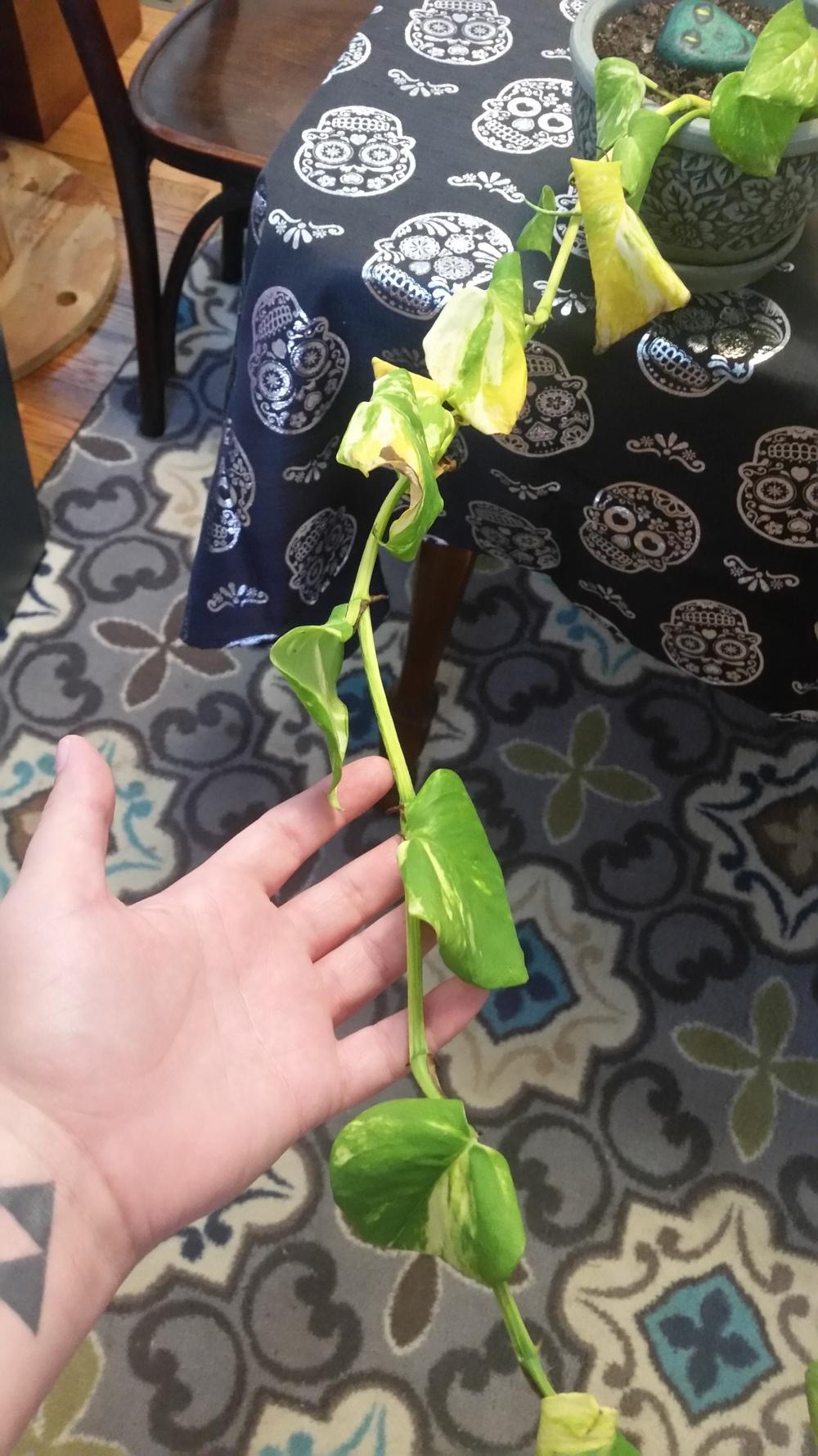 Pothos dying, need advice! in the Houseplants forum