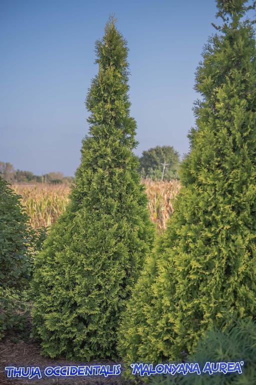 Arborvitaes Plant Care and Collection of Varieties