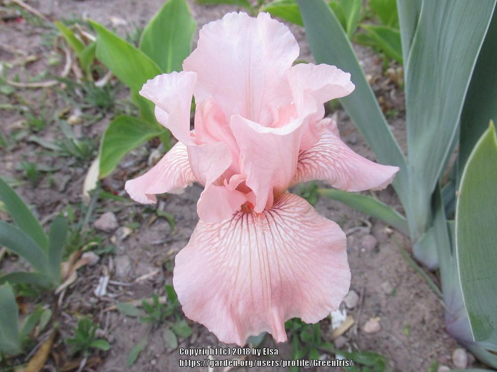 Photo of the bloom of Tall Bearded Iris (Iris 'Glitter Repink') posted by GreenIris