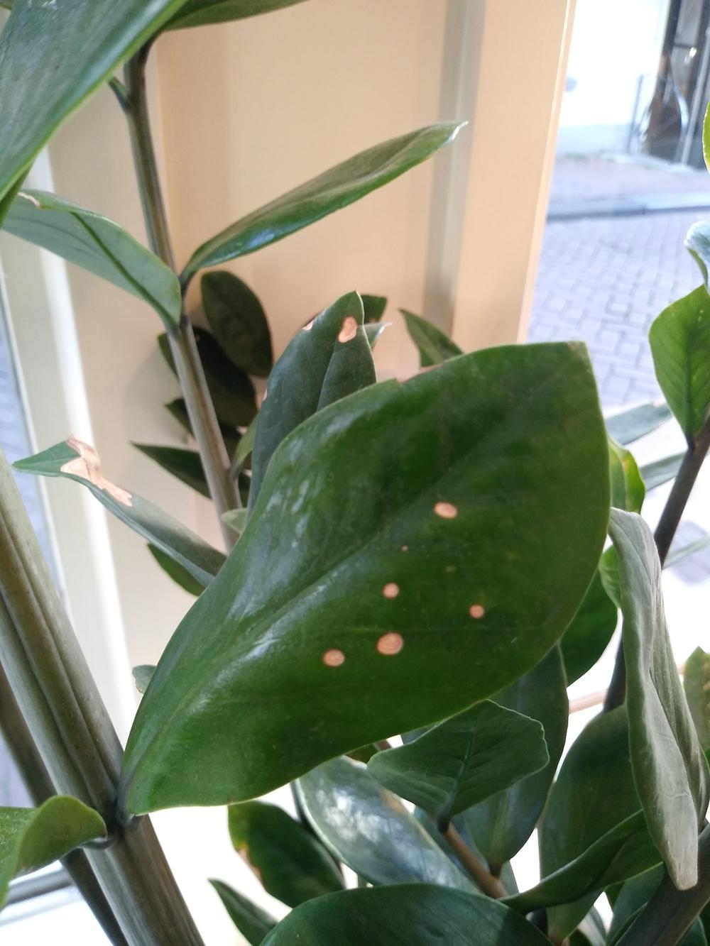 ZZ plant disease in the Ask a Question forum