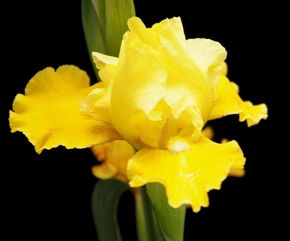Intermediate Bearded Iris (Iris 'Lemon Pop') in the Irises Database