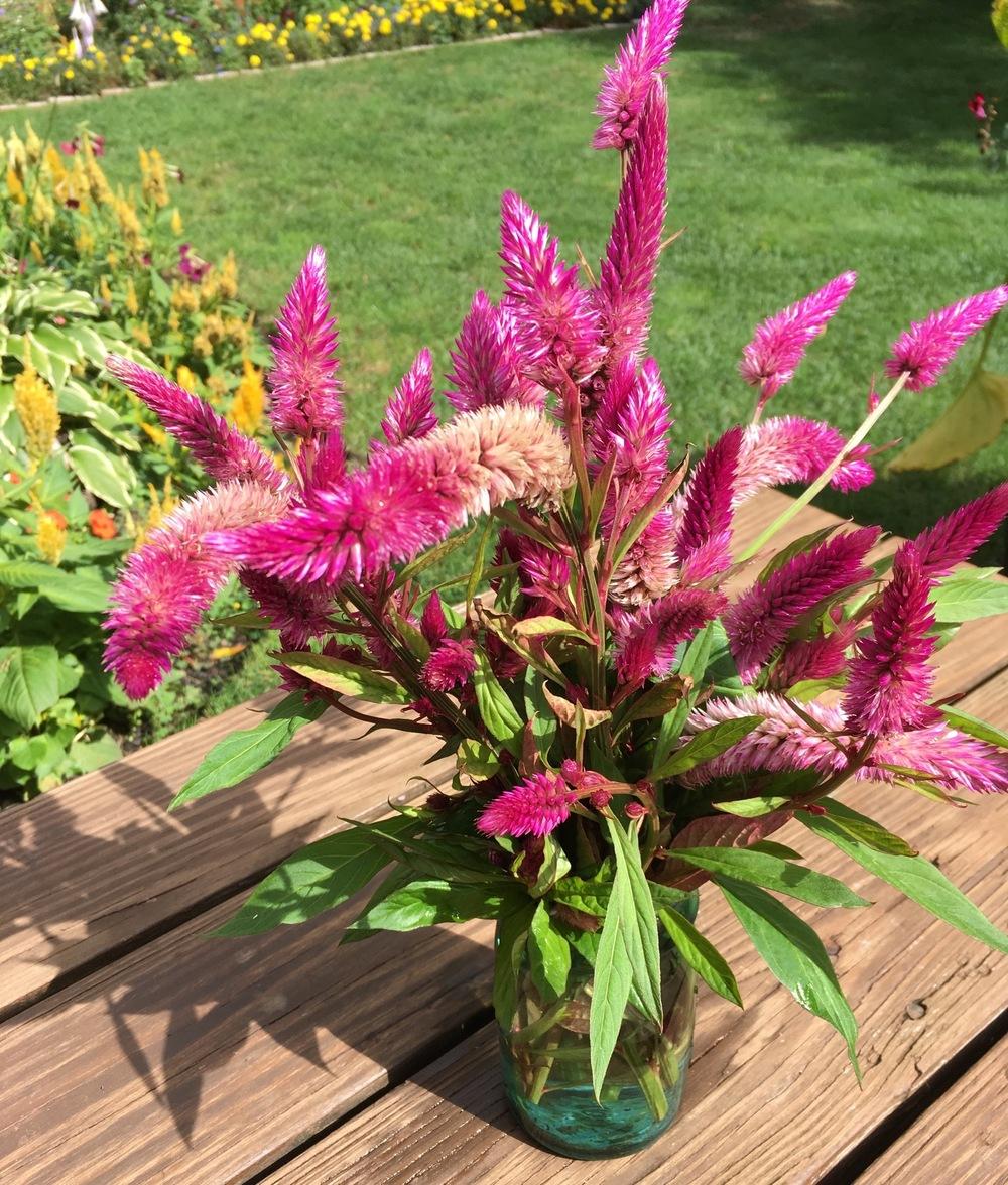 Wheatstraw Celosia (Celosia argentea ‘Cramer’s Amazon’) - Garden.org