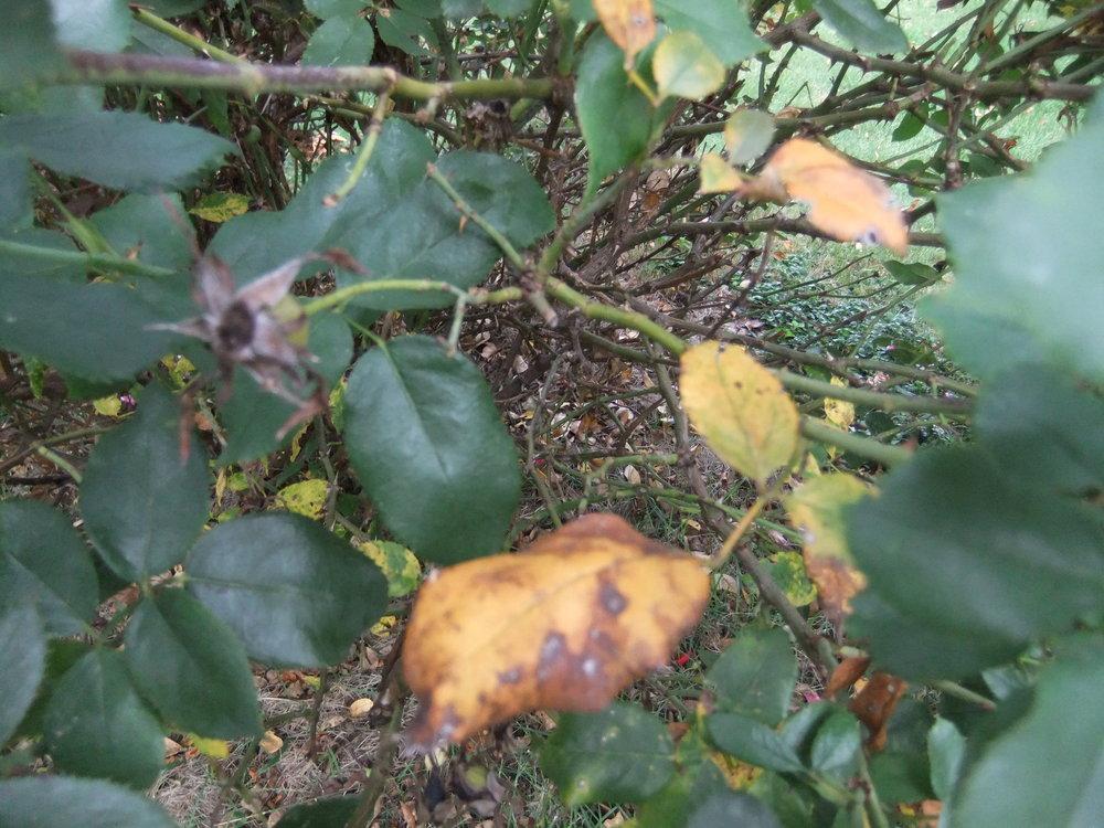 Help! My Knockout rose is dying. in the Roses forum