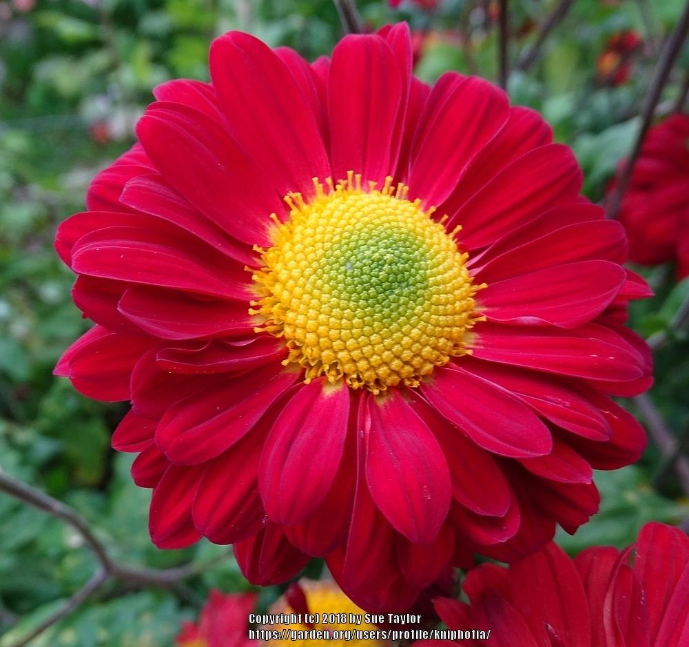 Spray Mum (Chrysanthemum 'Paloma Redeye')