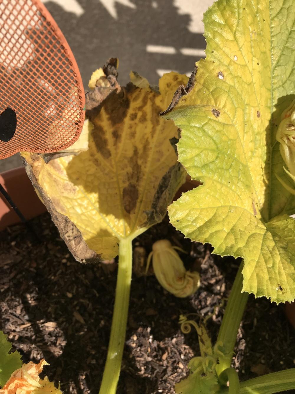 Pumpkin is dying!!! in the Vegetables and Fruit forum
