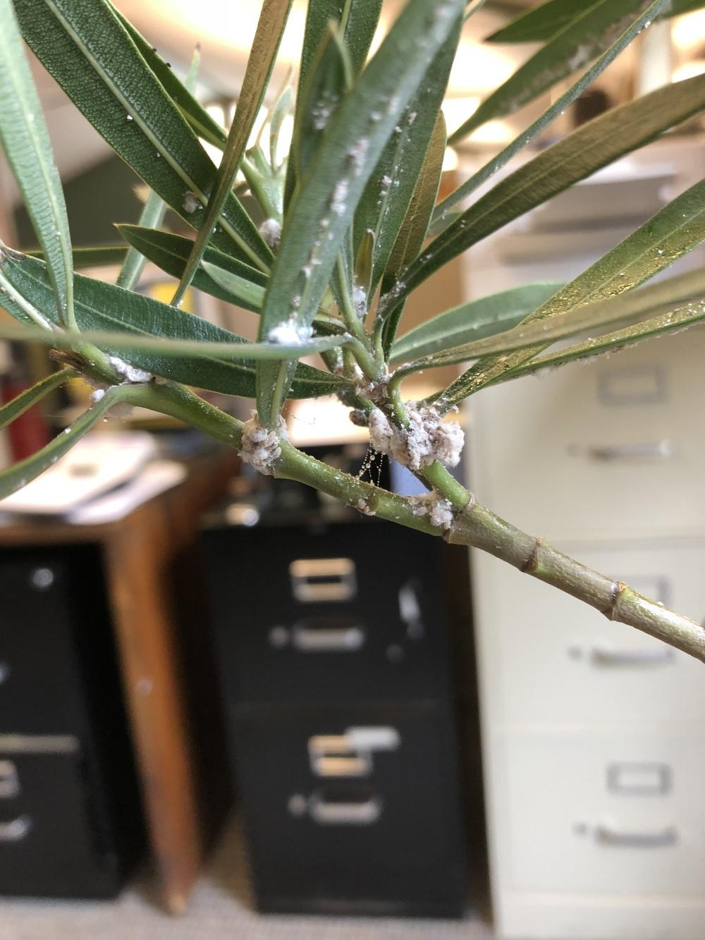 White Sticky Substance on Leaves in the Ask a Question forum