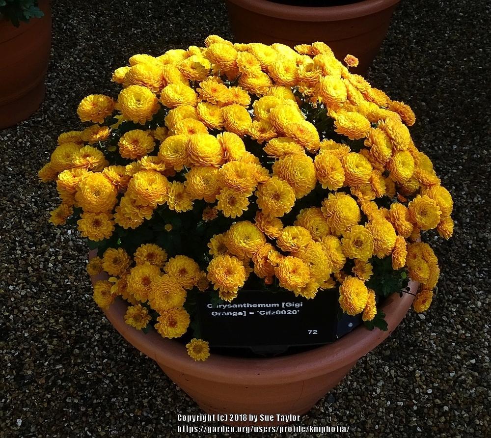 Chrysanthemum (Chrysanthemum x morifolium Gigi™ Orange)
