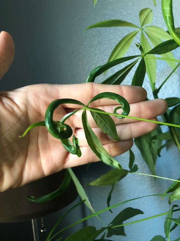 Houseplants forum: Sad "Money Tree" - Garden.org