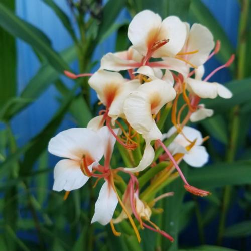 Ginger Lily (Hedychium 'Ayo') in the Ginger Lilies Database