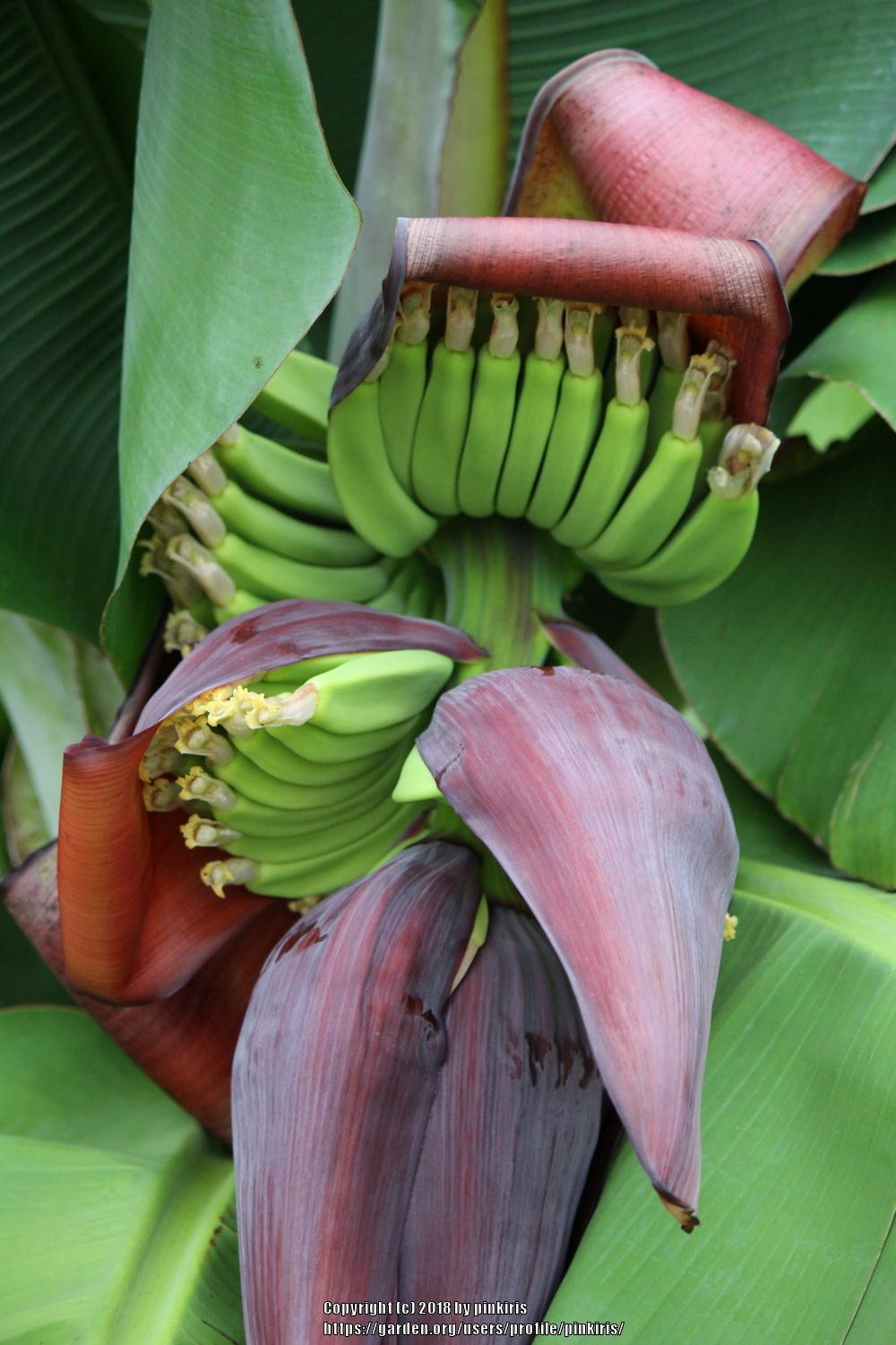 10 Dwarf Cavendish Banana Seeds – Musa Acuminata – Tropical Fruit Plant For Pot
