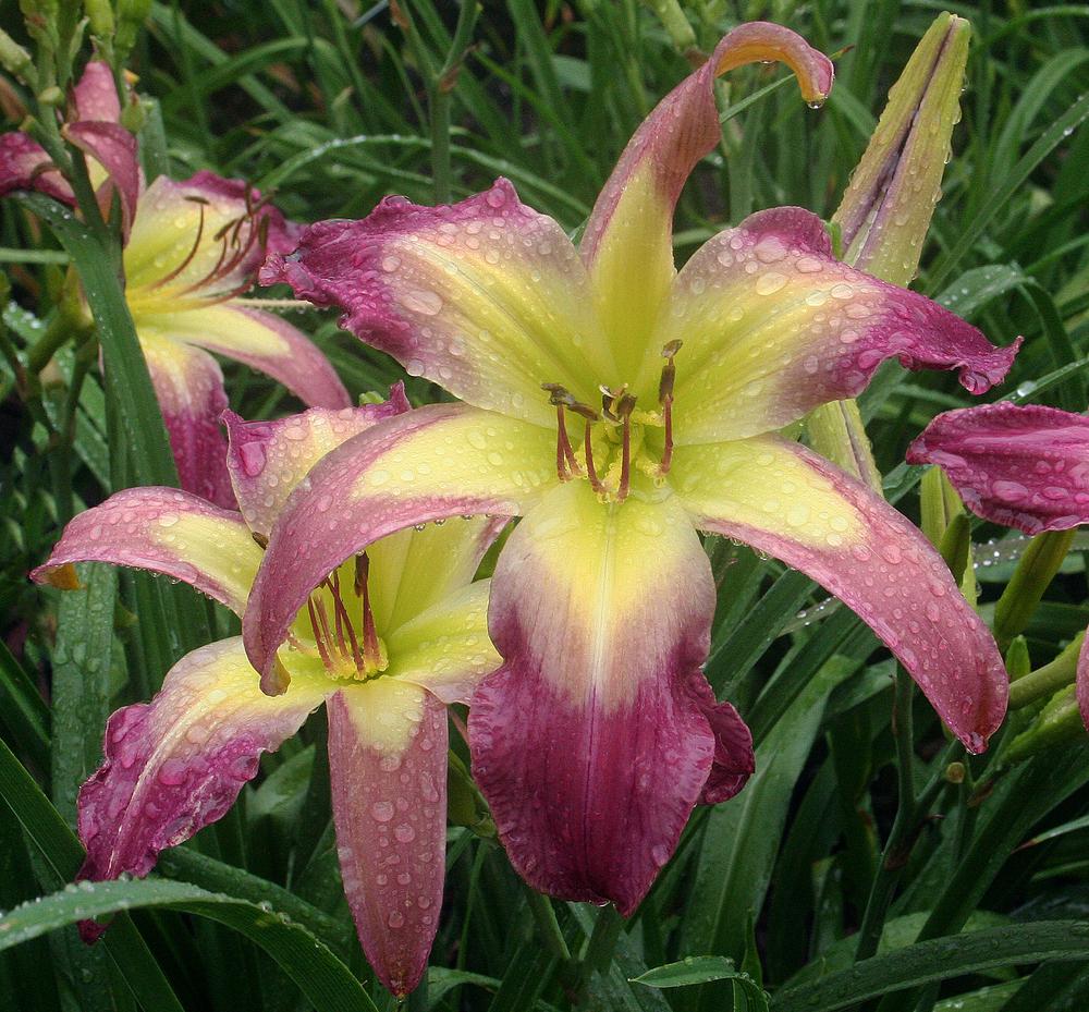 Photo of the bloom of Daylily (Hemerocallis 'Olly Olly Oxen Free