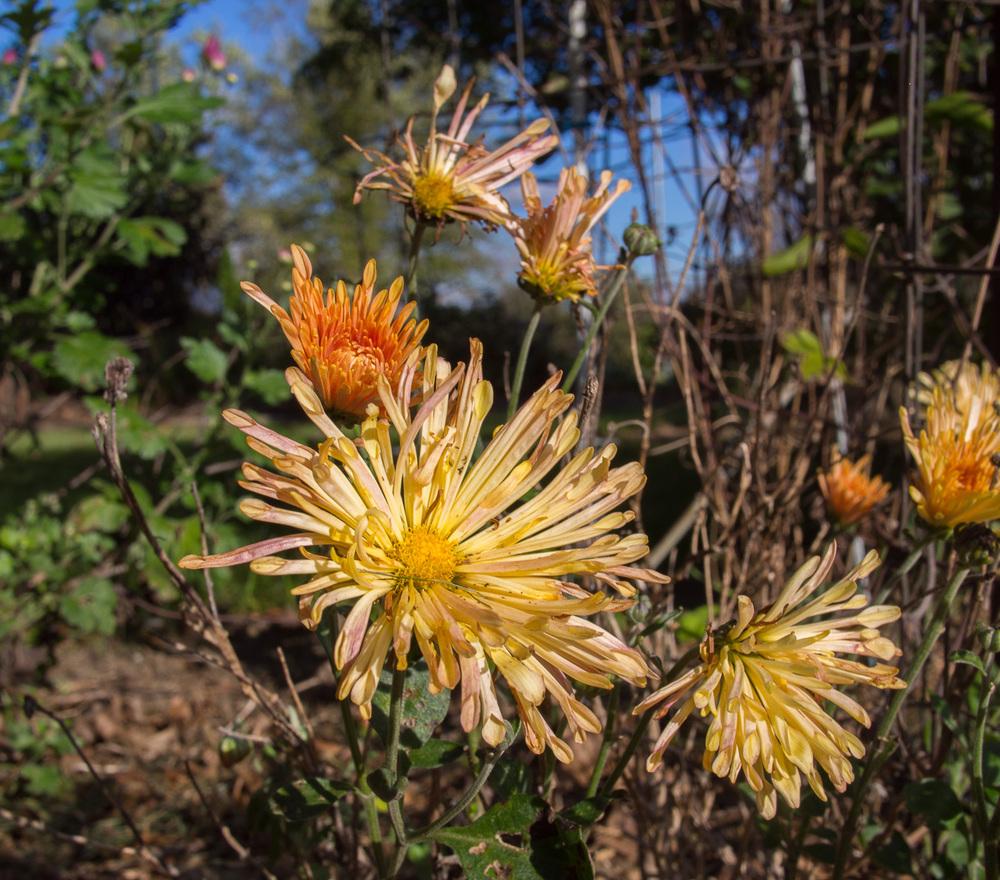 Chrysanthemum 'Peach Centerpiece'