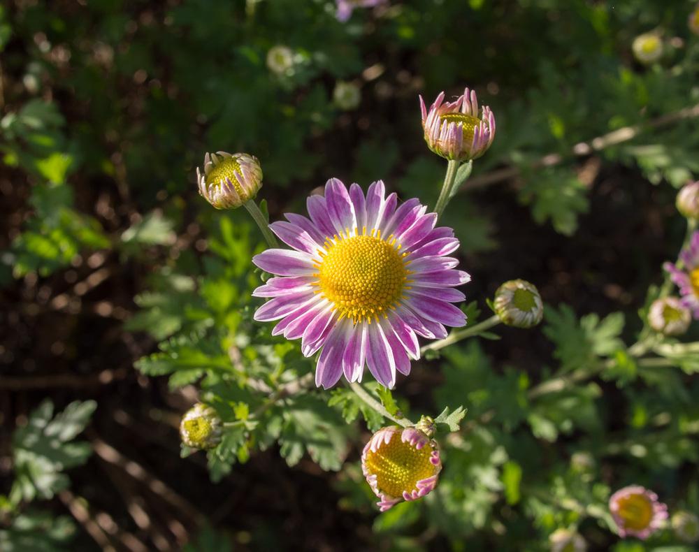 Hardy Chrysanthemum (Chrysanthemum 'Venus')