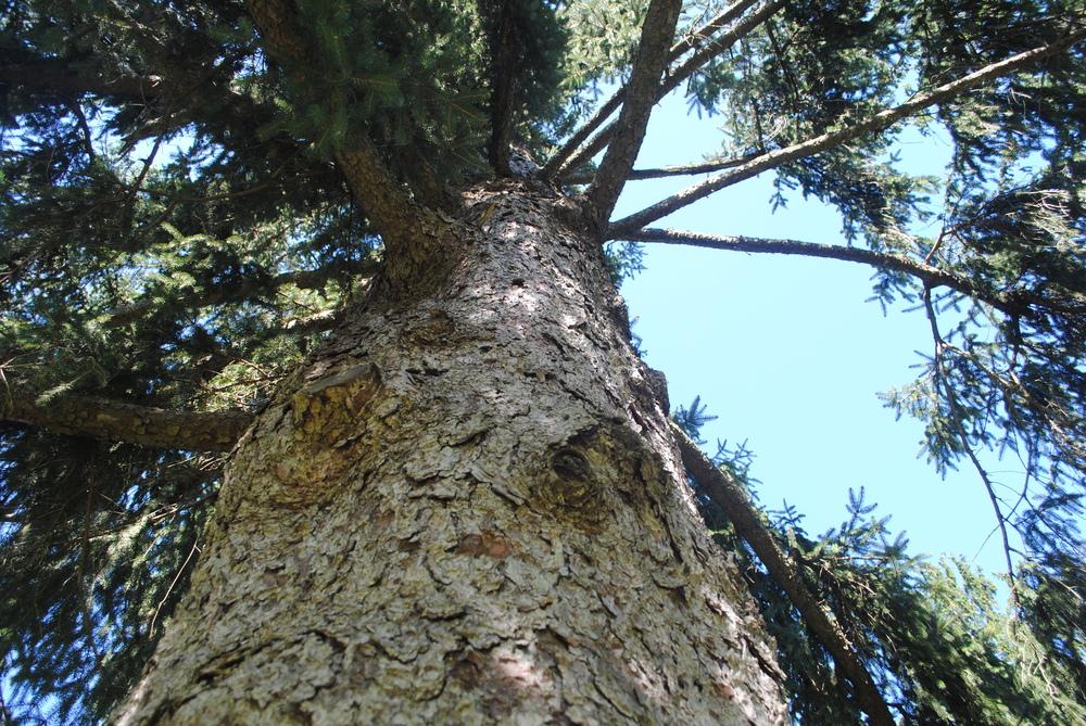 Photo Of The Stem Scape Stalk Or Bark Of Norway Spruce Picea Abies Posted By Ilparw Garden Org