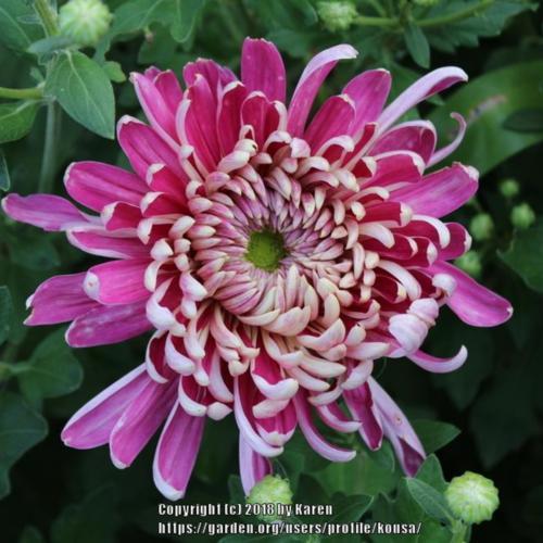 Chrysanthemum 'Grape Queen'