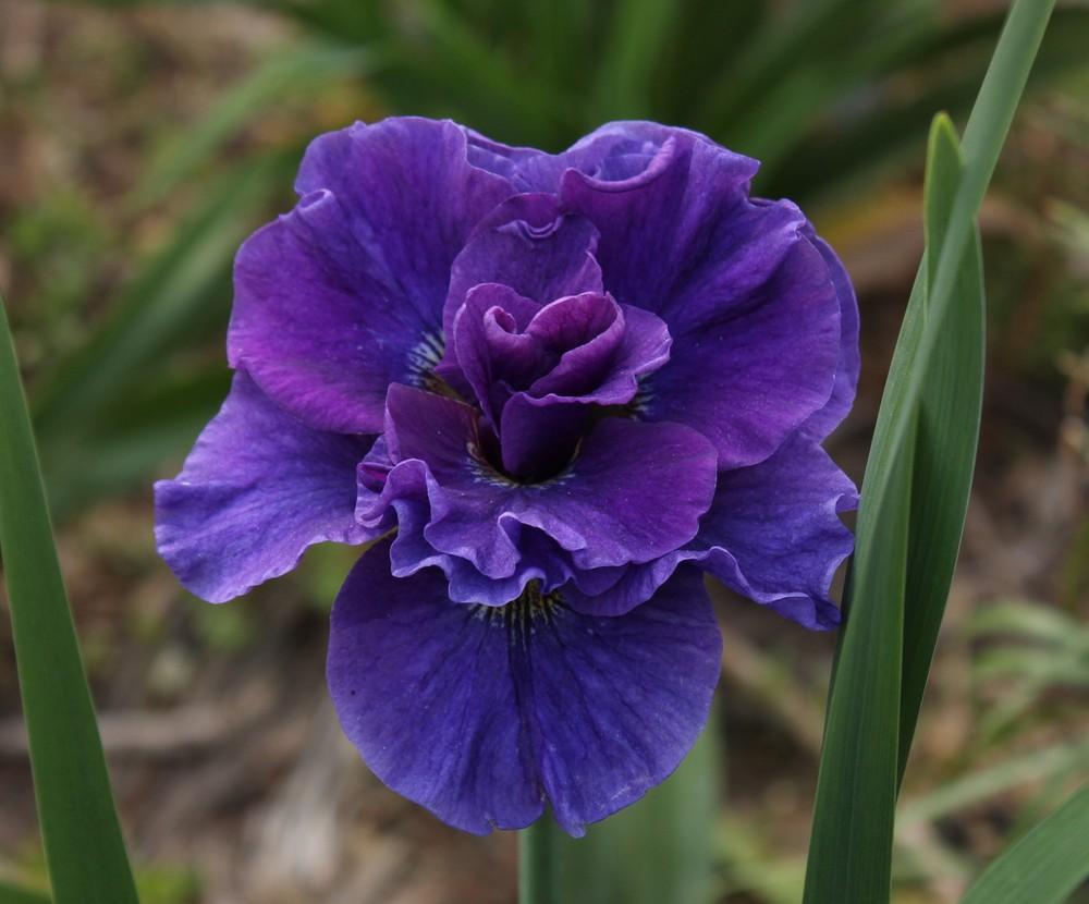 Siberian Iris (Iris 'Concord Crush') in the Irises Database