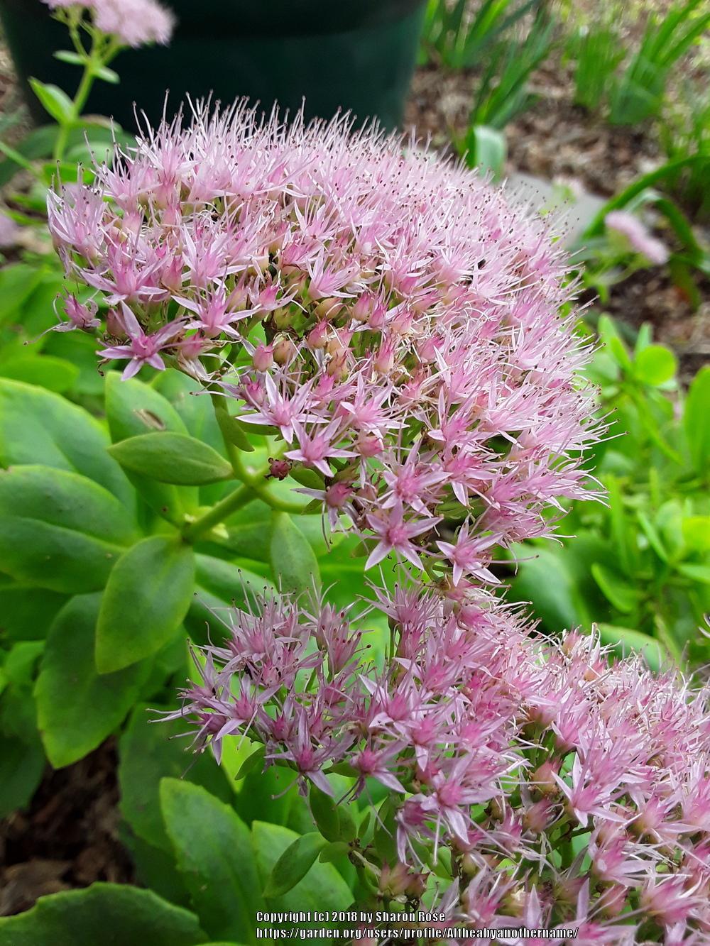 Showy Stonecrop (Hylotelephium spectabile)