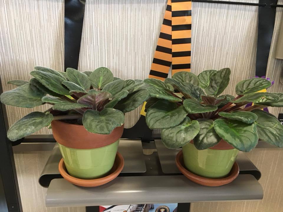 African Violets not flowering anymore ( in the Houseplants forum