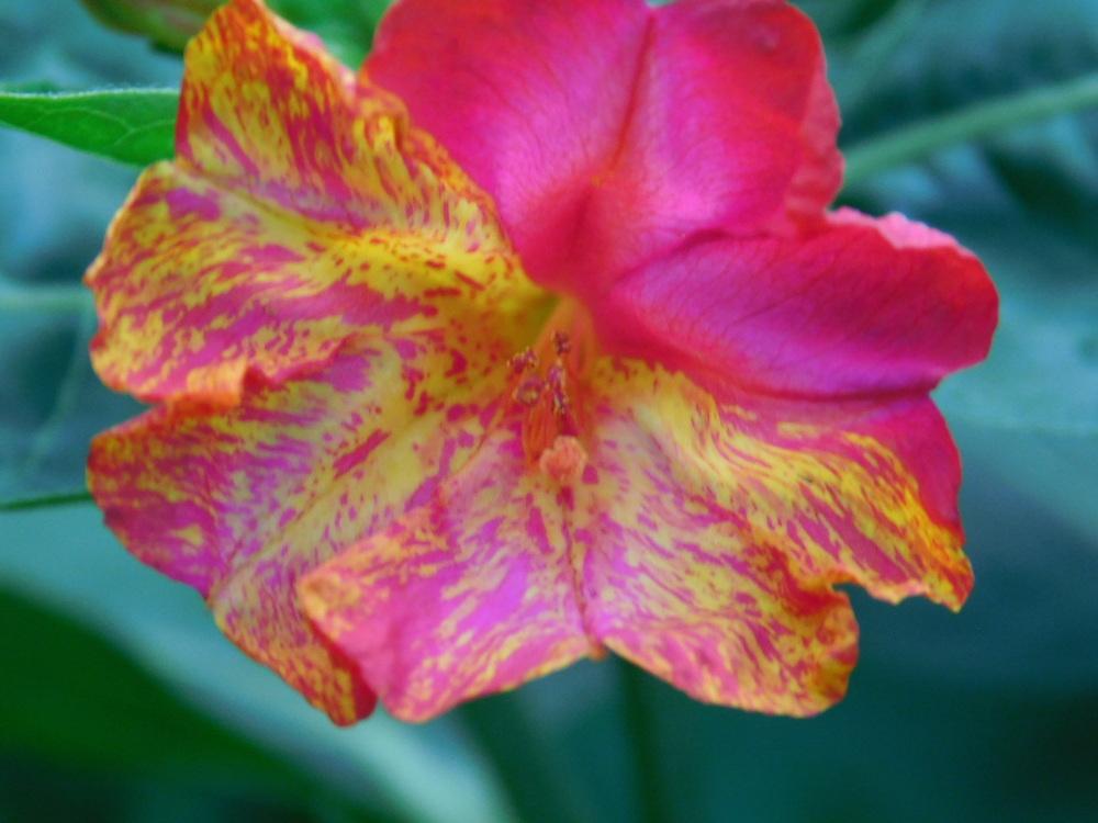 Photo of the bloom of Four O'Clock (Mirabilis jalapa 'Marbles Mix