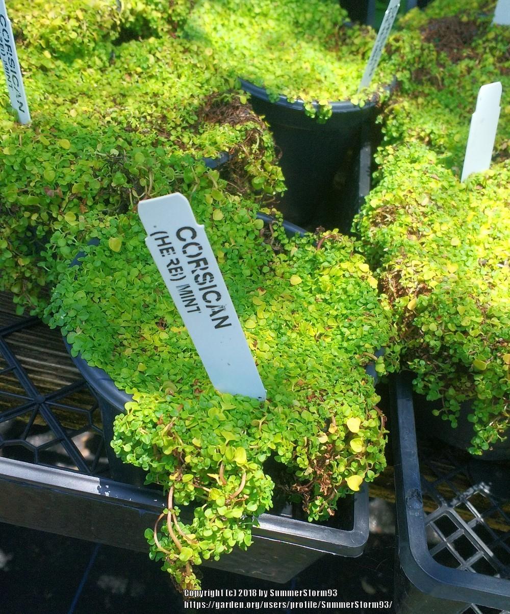 Corsican Mint (Mentha requienii) in the Mints Database