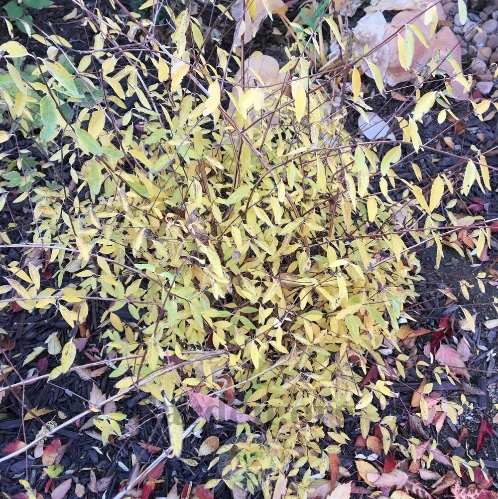 Mock Oranges Plant Care and Collection of Varieties