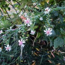 Aster (<i>Symphyotrichum lateriflorum</i> 'Lady in Black')